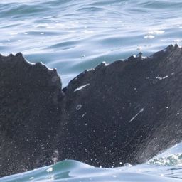 Fluke of HW-MN0804762