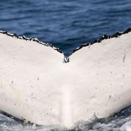 Fluke of HW-MN0804765