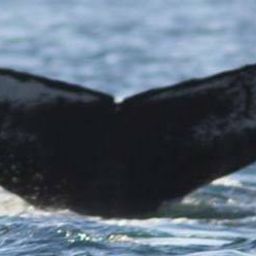 Fluke of CRC-16224