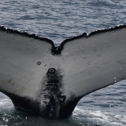 Fluke of HW-MN0804770