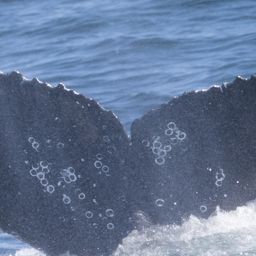Fluke of HW-MN0804771