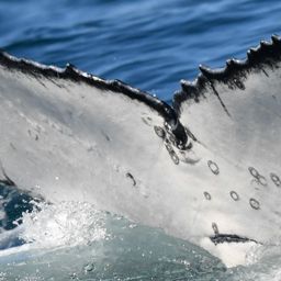 Fluke of HW-MN0804772