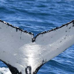 Fluke of HW-MN0804773