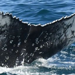 Fluke of HW-MN0804775