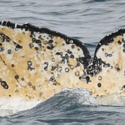 Fluke of HW-MN0804779