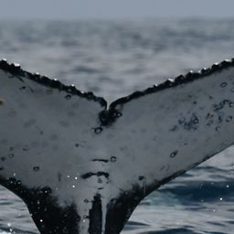 Fluke of HW-MN0804778