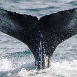 Fluke of 2023-2024 calf of CRC-18225