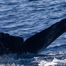 Fluke of HIHWNMS-2025-1-2_G03A06
