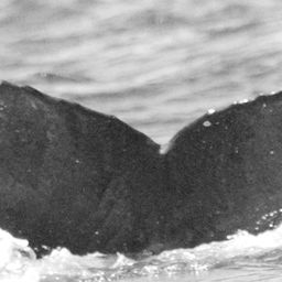 Fluke of CRC-15507