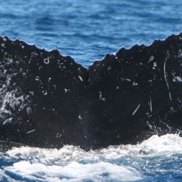 Fluke of CRC-1030