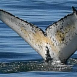 Fluke of HW-MN0804782