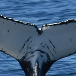 Fluke of HW-MN0804787