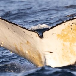 Fluke of HW-MN0804793