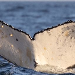Fluke of HW-MN0804794