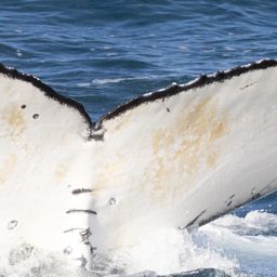 Fluke of HW-MN0804795