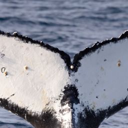 Fluke of HW-MN0804797