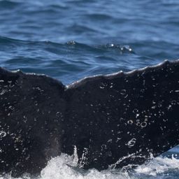 Fluke of HW-MN0804798