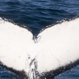 Fluke of HW-MN0804799