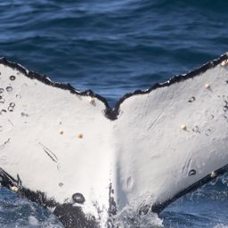 Fluke of HW-MN0804801