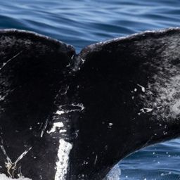 Fluke of HW-MN0804802