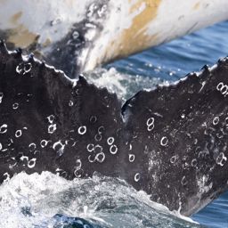 Fluke of HW-MN0804804