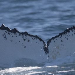 Fluke of HW-MN0804805