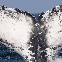 Fluke of HW-MN0804808