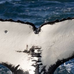Fluke of HW-MN0804809