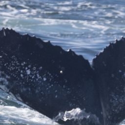 Fluke of HW-MN0804811