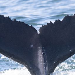Fluke of HW-MN0804812