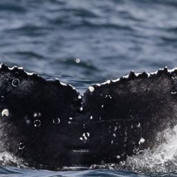 Fluke of HW-MN0804813