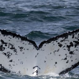 Fluke of HW-MN0804814
