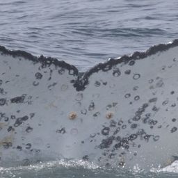 Fluke of HW-MN0804816