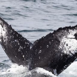 Fluke of HW-MN0804817