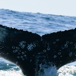 Fluke of HW-MN0804820