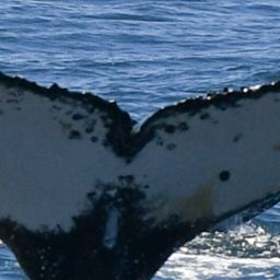 Fluke of HW-MN0804823