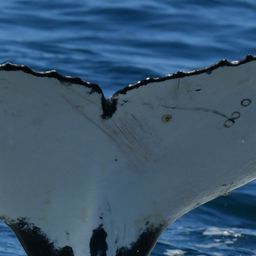 Fluke of HW-MN0804825