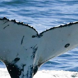 Fluke of HW-MN0804830