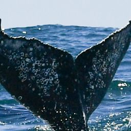 Fluke of HW-MN0804833