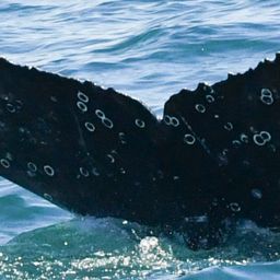 Fluke of HW-MN0804834