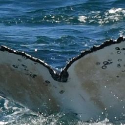 Fluke of HW-MN0804836