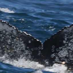 Fluke of HW-MN0804839