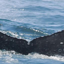 Fluke of HW-MN0804840