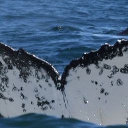 Fluke of HW-MN0804841