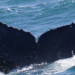 Fluke of HW-MN0804842
