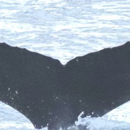 Fluke of HW-MN0104053