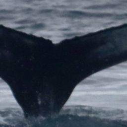 Fluke of HW-MN0104054
