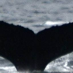Fluke of HW-MN0200649