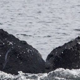 Fluke of Gregoriana