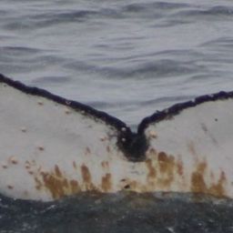 Fluke of HW-MN1306888